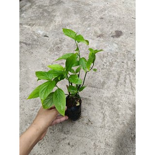 [ Cây dược liệu] Combo 5 bầu cây Xương Khỉ ( cây Bìm Bịp), 1 bầu khoảng 3-5 cây