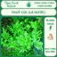 Bộ 11 Loại Cây Thủy Sinh Đẹp - Dễ Trồng - Trang Trí Hồ Cá Ngoài Trời | Ngọc Xanh AQUA