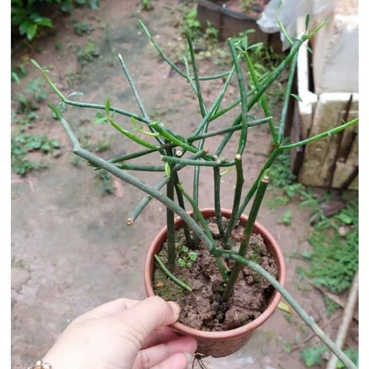 Cây giao giống, cành giao tươi viêm xoang, viêm đường hô hấp hiệu quả KVT