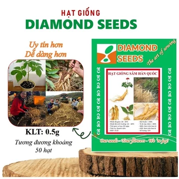 Combo 50 hạt giống nhân sâm Hàn Quốc HÀNG CÔNG TY Hạt_Giống_Nhân_Sâm_Hàn_Quốc Hạt giống Sâm Hàn Quốc