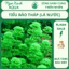 🌿 Cây Cắt Cắm Tiểu Bảo Tháp – Dễ Trồng, Không Cần CO₂ – Form Tầng Gọn Gàng – Ngọc Xanh AQUA