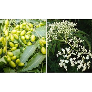 1kg lá sầu đâu nấu nước tắm hàng sạch cây mọc tự nhiên organic