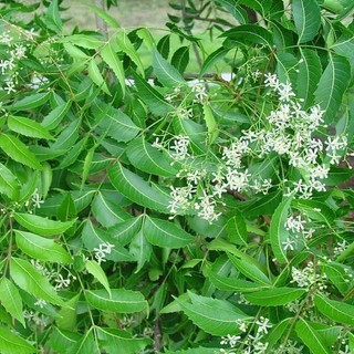 1kg lá sầu đâu nấu nước tắm hàng sạch cây mọc tự nhiên organic