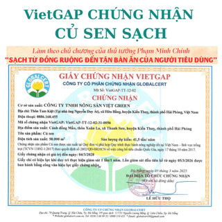 Tinh Bột Củ Sen Mix Hạt Cao Cấp Tự Chọn | Sen Sạch VietGAP - Hạt Rang Sấy Thơm Bùi
