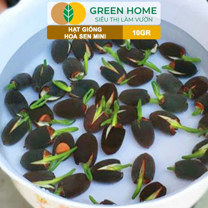 Ảnh Hạt Giống Hoa Sen Mini GreenHome,  Gói 10 Gram, Nhiều Màu, Dễ Trồng, Nảy Mầm Tốt H01 4