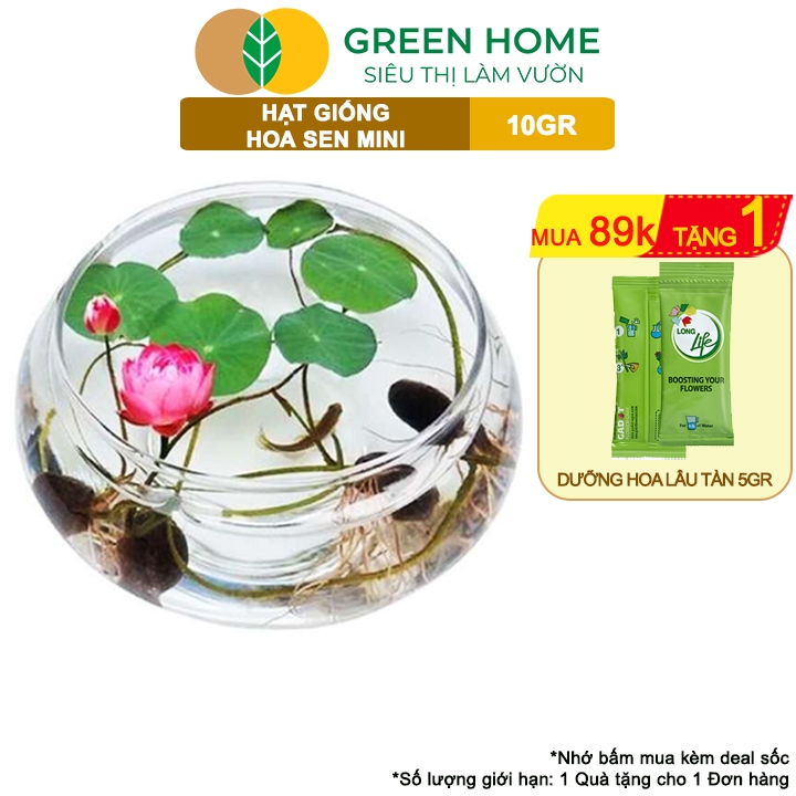Ảnh Hạt Giống Hoa Sen Mini GreenHome,  Gói 10 Gram, Nhiều Màu, Dễ Trồng, Nảy Mầm Tốt H01 1