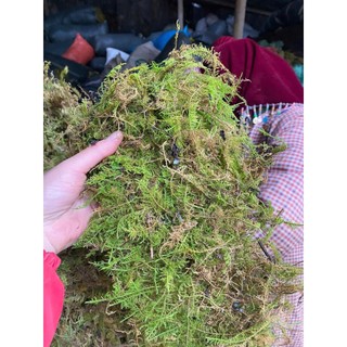 1kg Rêu rừng khô (có sẵn) dùng để trang trí tiểu cảnh,chậu hoa giúp giữ ẩm bề mặt chậu trồng hoa lan,