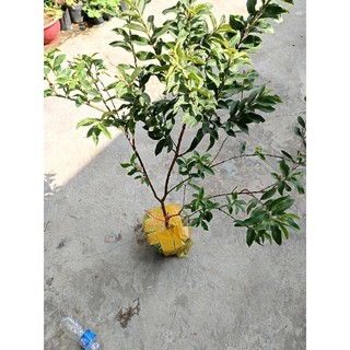 Cây giống Ổi Sẻ ( Ổi Lá Kim) ruột hồng, cây ổi tuổi thơ