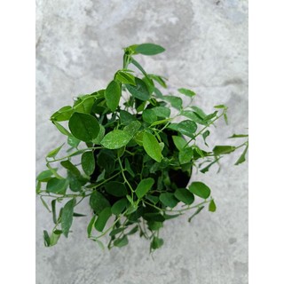 Chậu rau Bồ Ngót xanh tốt