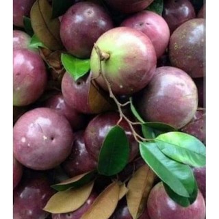 Cây giống Vú Sữa Tím Mika - vú sữa tứ quý - cho trái quanh năm