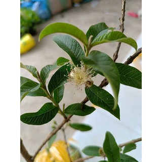 Cây giống Ổi Sẻ ( Ổi Lá Kim) ruột hồng, cây ổi tuổi thơ