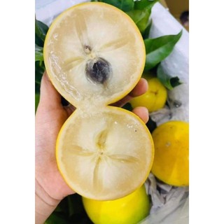 Cây giống Vú Sữa Hoàng Kim - Ngon ngọt ,sai trái