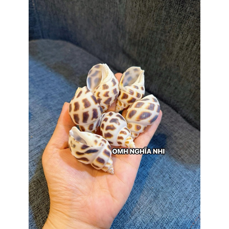 VỎ ỐC HƯƠNG RỖNG CHO ỐC MƯỢN HỒN | Shopee Việt Nam