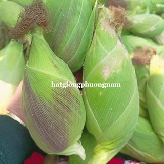 50 Gram - Hạt Giống Bắp Nếp Nù Sữa Phương Nam