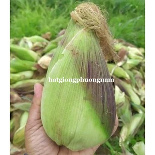 50 Gram - Hạt Giống Bắp Nếp Nù Sữa Phương Nam