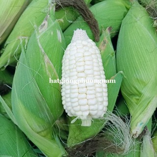 50 Gram - Hạt Giống Bắp Nếp Nù Sữa Phương Nam