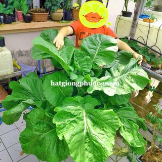 0.5 Gram - Hạt Giống Cải Cay Đỏ Khổng Lồ Phương Nam