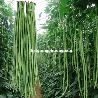 20 Hạt - Hạt Giống Đậu Đũa Siêu Dài 60 -80 Cm Phương Nam