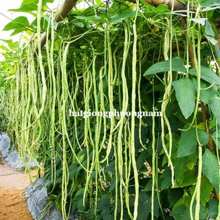 20 Hạt - Hạt Giống Đậu Đũa Siêu Dài 60 -80 Cm Phương Nam