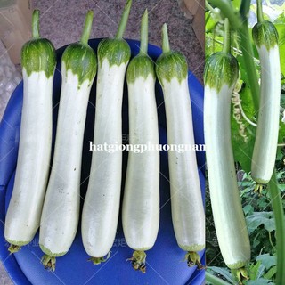 5 Hạt - Hạt Giống Mướp Bạch Ngọc F1 Phương Nam