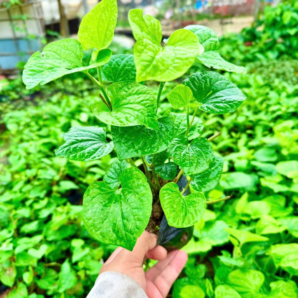 Cây lá nốt - cây rau thơm gia vị dược liệu | Shopee Việt Nam