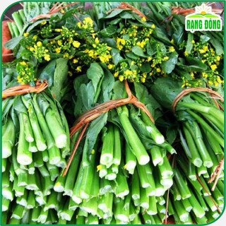 Cải ngọt bông Rado 55 (cải ngồng) dễ trồng, năng suất cao, Nhiều dinh dưỡng - Gói 20g