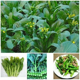 Cải ngọt bông Rado 55 (cải ngồng) dễ trồng, năng suất cao, Nhiều dinh dưỡng - Gói 20g