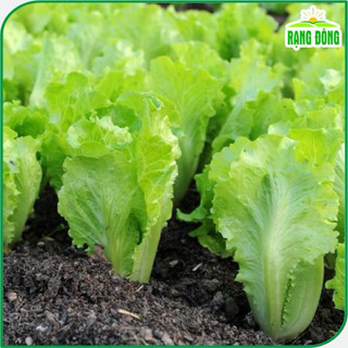 Hạt giống rau xà lách Rado 357 dễ trồng, ít sâu bệnh, nhanh thu hoạch, giàu dinh dưỡng - Gói 10g