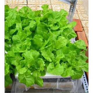 Hạt giống rau xà lách Rado 357 dễ trồng, ít sâu bệnh, nhanh thu hoạch, giàu dinh dưỡng - Gói 10g
