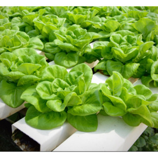 Hạt giống Xà lách búp Rado 534 dễ trồng, dễ nãy mầm, rau ăn sống, nhiều dinh dưỡng - Gói 5g