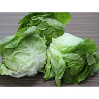Hạt giống Xà lách búp Rado 534 dễ trồng, dễ nãy mầm, rau ăn sống, nhiều dinh dưỡng - Gói 5g