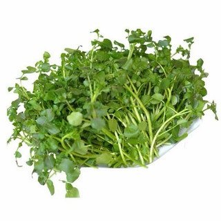 Hạt giống xà lách xoong mỹ Rạng Đông RADO 704 trồng quanh năm, ít sâu bệnh, nhanh thu hoạch, giàu dinh dưỡng - Gói 1g