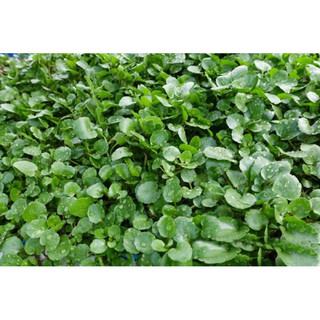 Hạt giống xà lách xoong mỹ Rạng Đông RADO 704 trồng quanh năm, ít sâu bệnh, nhanh thu hoạch, giàu dinh dưỡng - Gói 1g