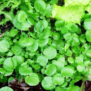 Hạt giống xà lách xoong mỹ Rạng Đông RADO 704 trồng quanh năm, ít sâu bệnh, nhanh thu hoạch, giàu dinh dưỡng - Gói 1g