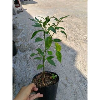 Chậu cây Ớt Sừng đang hoa