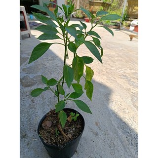 Chậu cây Ớt Sừng đang hoa