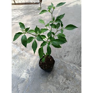 Chậu cây Ớt Sừng đang hoa