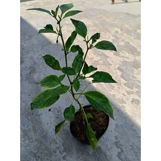Chậu cây Ớt Sừng đang hoa