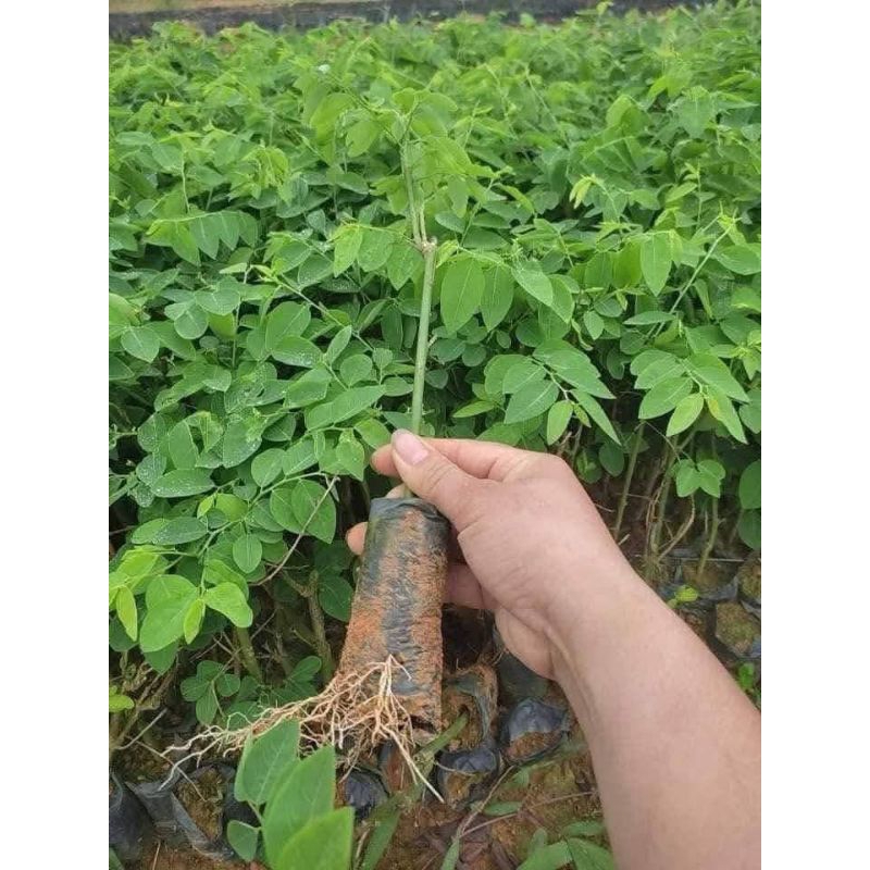 Com Bo 10 Bầu Cây Giống Rau Ngót Ta Lâu Năm Bầu Rễ Ổn Định  Rất Dễ Trồng