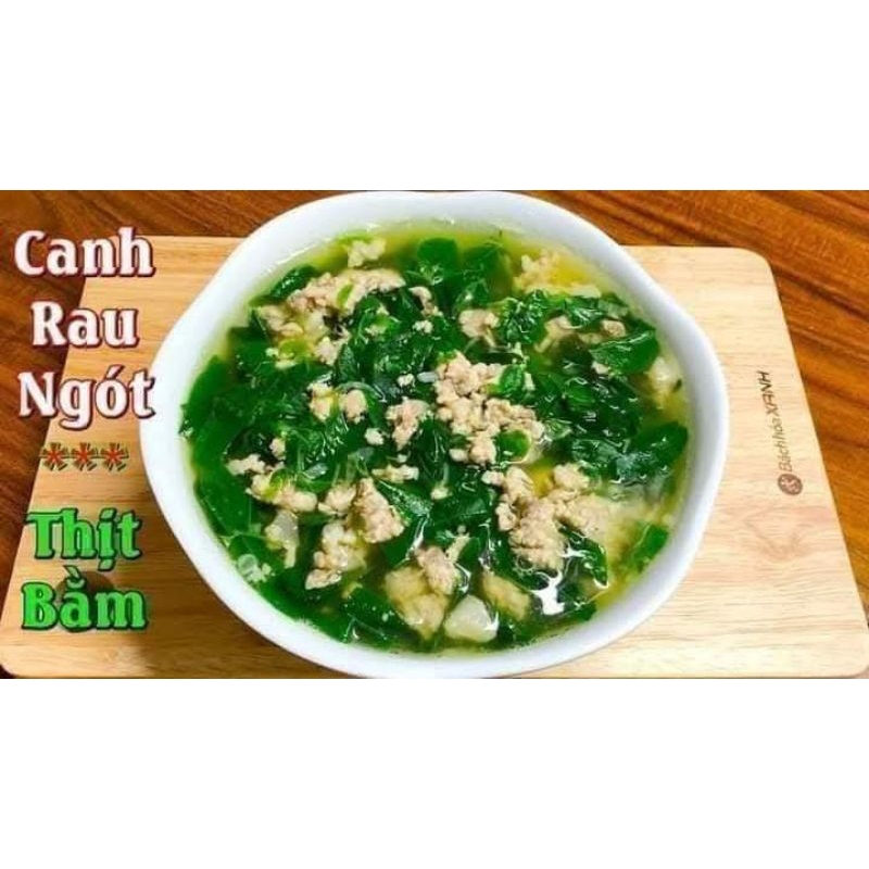 Com Bo 10 Bầu Cây Giống Rau Ngót Ta Lâu Năm Bầu Rễ Ổn Định  Rất Dễ Trồng