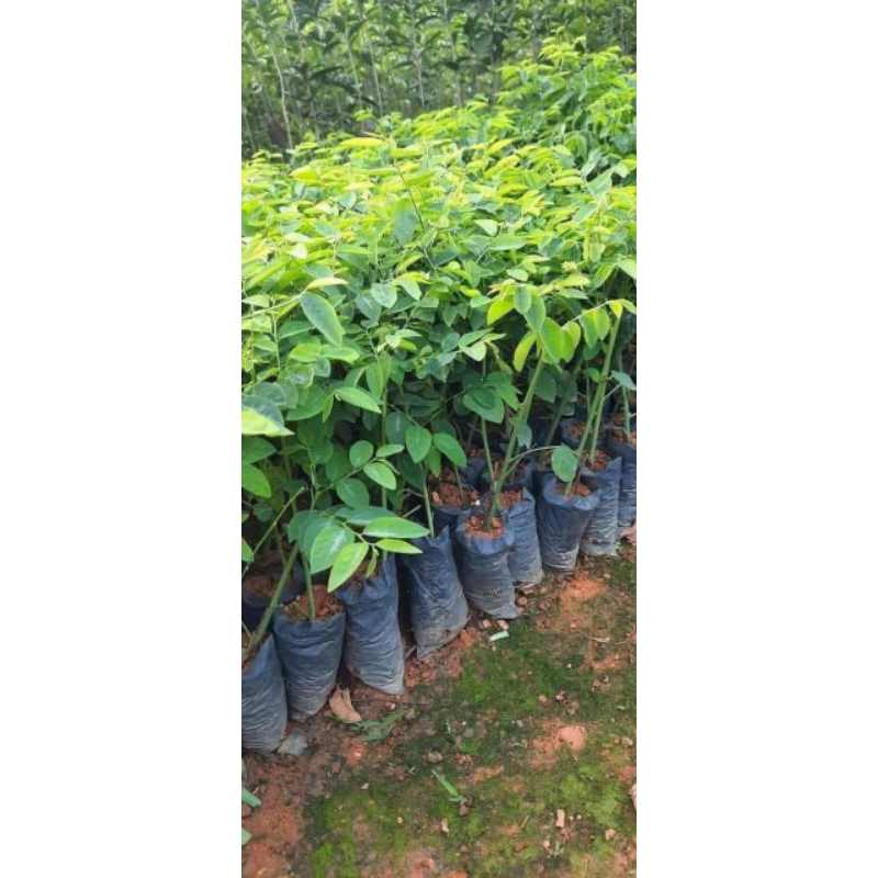 Com Bo 10 Bầu Cây Giống Rau Ngót Ta Lâu Năm Bầu Rễ Ổn Định  Rất Dễ Trồng