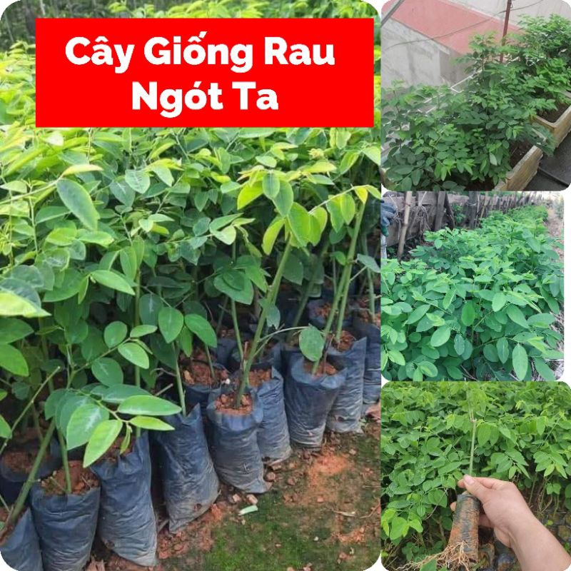 Com Bo 10 Bầu Cây Giống Rau Ngót Ta Lâu Năm Bầu Rễ Ổn Định  Rất Dễ Trồng