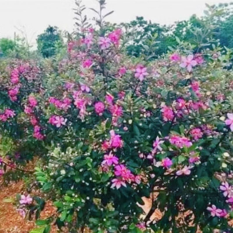 Bầu Giống Sim Rừng💕 Vừa Chơi Hoa Vừa Thu Quả Chất Lượng