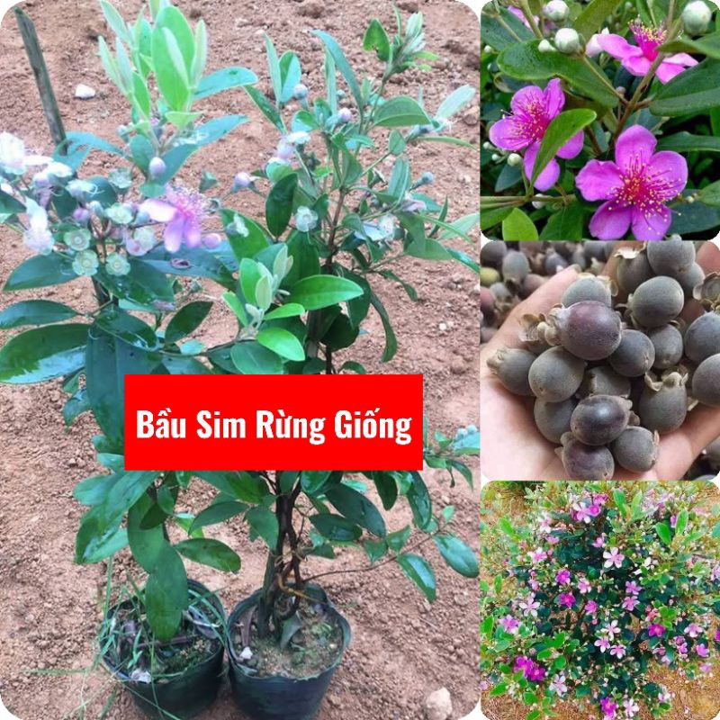 Bầu Giống Sim Rừng💕 Vừa Chơi Hoa Vừa Thu Quả Chất Lượng