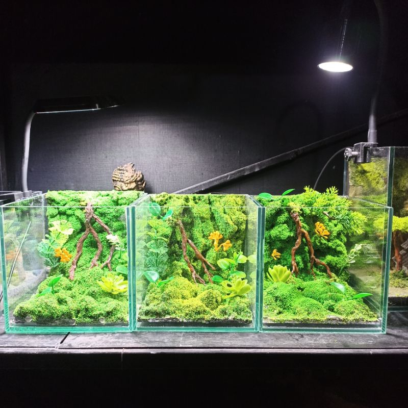 Combo bể + layout bể cá cubic 15 (D15cmxR15cmxC15cm) | Shopee Việt Nam