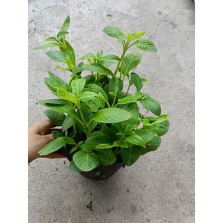 Chậu Rau Xá Xị xanh tốt như hình