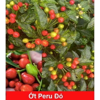 1. bầu cây giống Ớt Peru đỏ ( Ớt Tepin) - cây con
