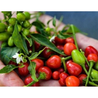 1. bầu cây giống Ớt Peru đỏ ( Ớt Tepin) - cây con