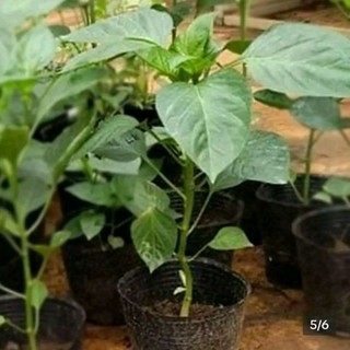 1. bầu cây giống Ớt Peru đỏ ( Ớt Tepin) - cây con