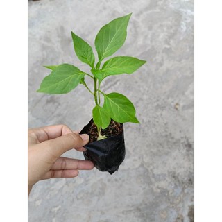 Bầu cây Ớt Sừng Vàng, cây con, mua 5 tặng 1